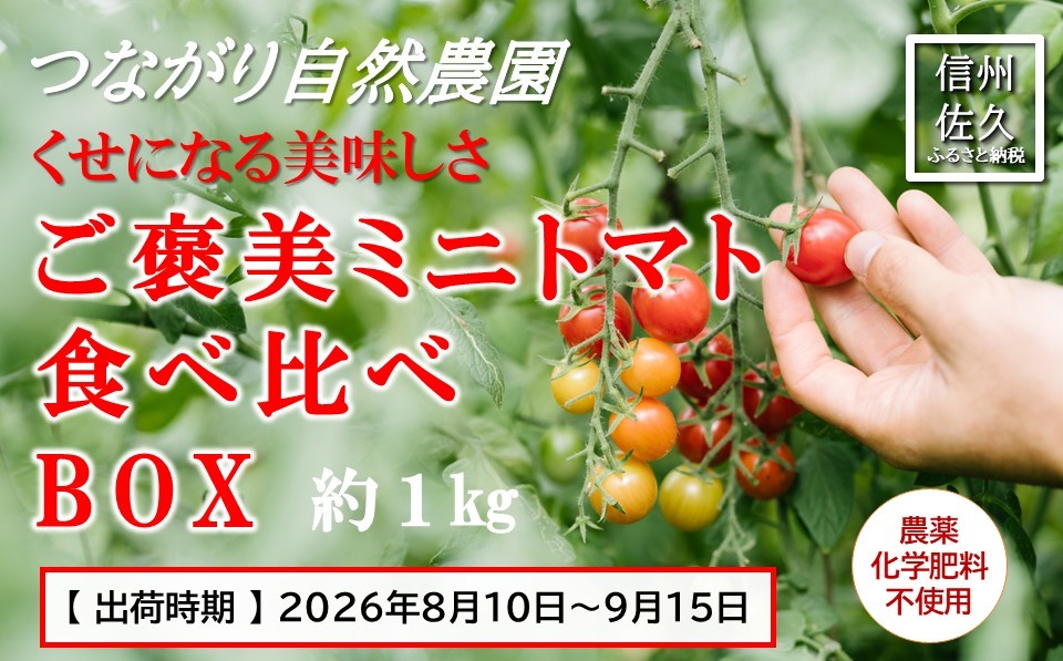 
                  完熟ミニトマト 約1kg 『ご褒美ミニトマト食べ比べBOX』〈2026年8月10日～9月15日出荷／北海道・沖縄・離島は配送不可〉農薬・化学肥料不使用 トマト 高原野菜 無農薬 産地直送 新鮮 旬彩 期間限定 長野県 信州
                