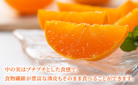 濃厚・完熟 みかん「はるみ」A品（ちょいきず） 果物類 柑橘類 フルーツ ミカン 柑橘 