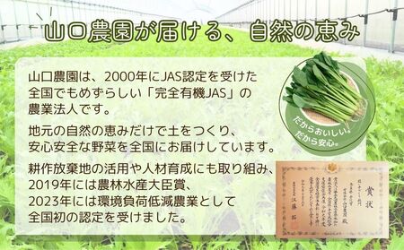 定期便 ３ヶ月 山口農園 有機野菜 おまかせセット＋カレー２箱 詰合せ 冷蔵 月１回 ／ふるさと納税 山口農園 有機野菜 伝統野菜 オーガニック ベジタリアン 定期便 カレー  野菜セット 農家直送 