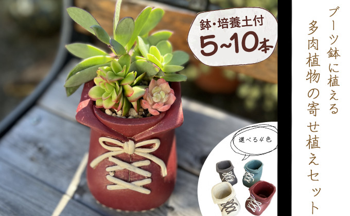 
                  ブーツ鉢に植える！ 多肉植物の寄せ植えセット (片足) 多肉植物5本～10本入り  可愛い ミニサイズ 人気 オススメ 趣味 インテリア ナチュラル 自然 風水 緑 かわいい 初心者 おすすめ 
                