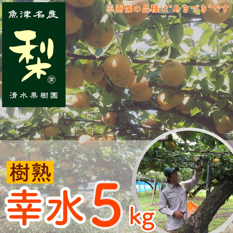 
                  【早期予約】清水果樹園の梨「樹熟の幸水」5kg｜フルーツ なし 梨 ナシ 果物 富山県産 ※北海道・沖縄・離島への配送不可 ※2024年8月下旬頃より順次発送予定
                