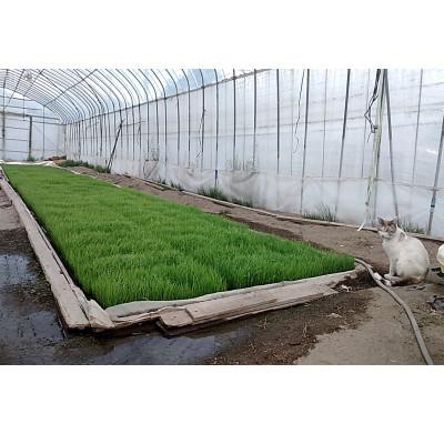 ふるさと納税 韮崎市 令和6年産キヌヒカリ(白米)5kg×1袋 |  | 02