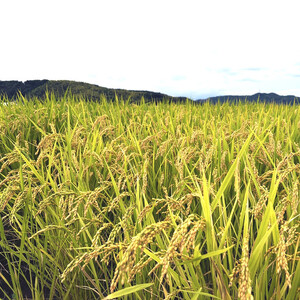 令和6年産こしひかり精米10kg