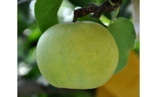 
            鳥取県産梨「なつひめ梨」5kg
          
