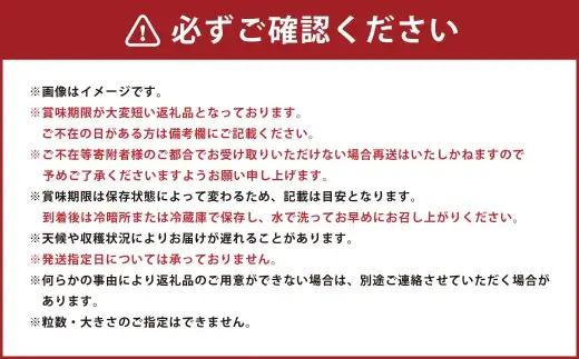 シャインマスカット 2房 約1.4kg マスカット 葡萄 くだもの 果物 フルーツ 果実 ぶどう ブドウ 皮ごと 種無し ギフト 贈答 贈り物 果汁 国産 岡山県産 【 2026年10月下旬～11月下