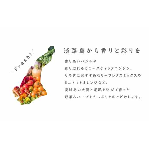 【定期便】彩り野菜と香るハーブセット　６回お届けセット　　[野菜セット 定期便 野菜詰め合わせ 定期便 野菜セット]_イメージ2