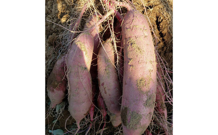 No.402 干し芋（平）1kg