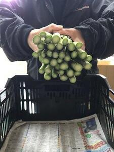 【令和8年産 先行予約】朝取りアスパラガス l2lサイズ 1kg |津南町 アスパラ