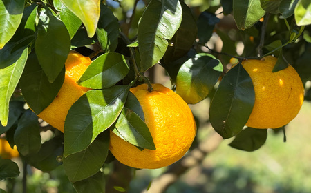 【26年発送・先行予約＆数量限定】甘夏みかん「ゴールドラッシュ」約5kg（皮むき器付き） | 甘夏 甘夏 みかん オレンジ みかん