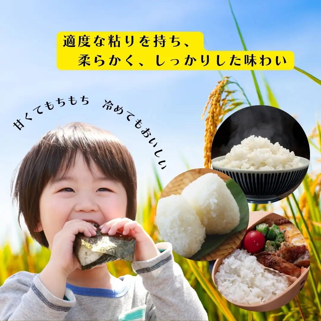 コシヒカリ 精米 5kg 令和7年 | 新潟県 佐渡市 コシヒカリ