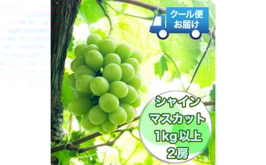 クール便で新鮮にお届け！　シャインマスカット　1㎏　2房 ALPEG002　