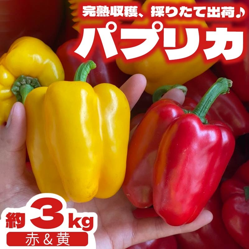 
            パプリカ 3kg 和 パプリカ 国産 牧之原産 和ぷりか 赤 ＆ 黄色 セット サラダ 野菜 やさい おいしい 完熟 詰め合わせ 甘い 小ぶり 色鮮やか 自然 セット 美味しい たっぷり 旬の野菜 セット 詰め合わせ7種類 国産 新鮮 お試し 牧之原産 サラダ 野菜 朝採れ 季節の野菜 食品 冷蔵 お取り寄せ きせつ 農家 のうか  とれたて 季節もの とれたて 丸新柴本製茶 静岡 県 牧之原市
          