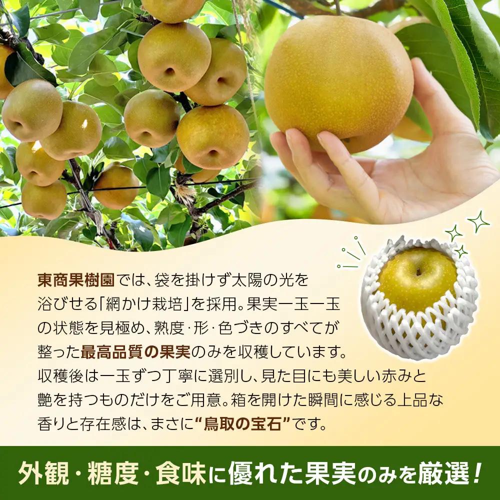 1121．【2026年度発送先行予約】数量限定　新甘泉　5kg