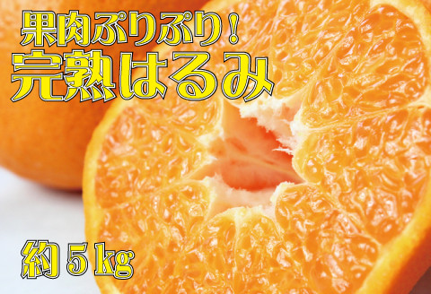 
            果肉ぷりぷり!完熟はるみ5kg　※2026年2月中旬頃～2026年2月下旬頃に順次発送予定(お届け日指定不可) 【uot732】
          