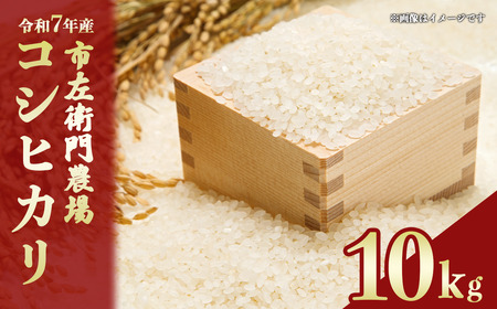令和7年産 市左衛門農場コシヒカリ10kg(精米) スピード発送 こしひかり