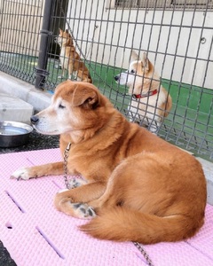 【 鹿児島市の動物愛護活動 を 応援 】（ 返礼品なし ）1,000,000円 K000-CFA1000