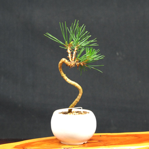 赤石の泉 黒松（鉢植え） S-18【現品限り】【配送地限定】