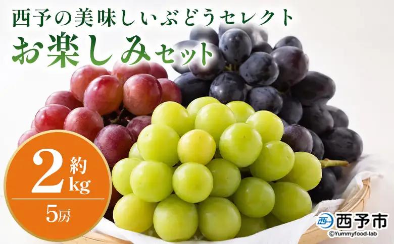 ＜西予の美味しいぶどう セレクトセット／おまかせ 約2kg＞ 果物 くだもの フルーツ ぶどう 葡萄 ブドウ セット 詰め合わせ つめあわせ 食べ比べ お楽しみ おまかせ 野菜ソムリエ 食べて応援 特産品 産地直送 西予ぶどう倶楽部 愛媛県 西予市【冷蔵】『8月下旬から9月上旬迄に順次出荷予定』OMC0019