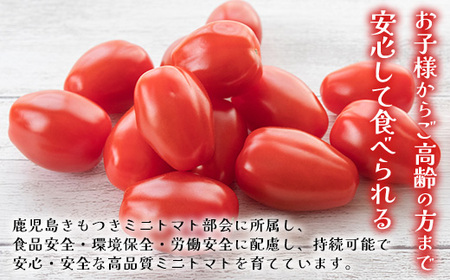 《期間限定》田淵さんちの美味しい ミニトマト シュガープラム（約1,400g）GP-2｜鹿児島県 南大隅 産地直送 旬 とまと トマト ミニトマト リコピン 完熟 甘い 高糖度 野菜 やさい 送料無料