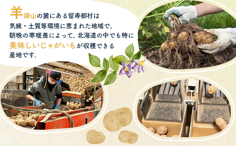 越冬じゃがいも キタアカリ 10kg いも おいも 芋 イモ ジャガイモ ポテト きたあかり オンライン 申請 ふるさと納税 北海道 留寿都 野菜 根菜 ホクホク 産地直送 新鮮 採れたて ポテトサラ