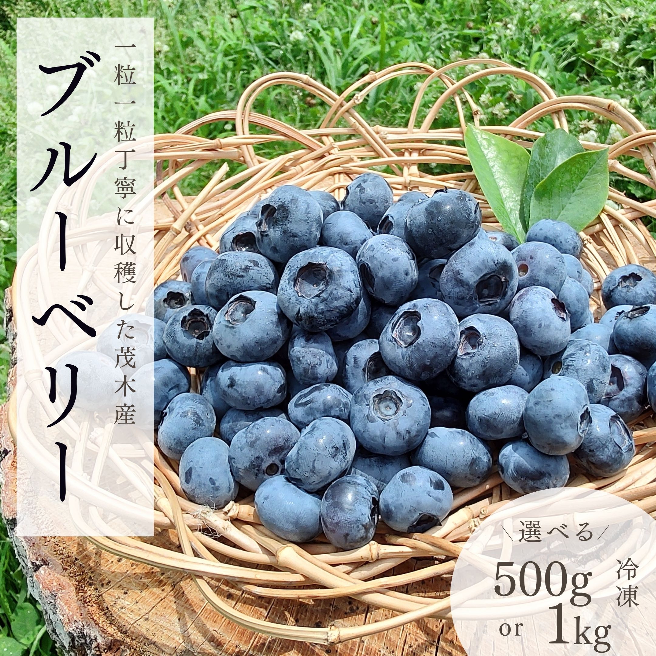 【ふるさと納税】茂木町産 冷凍ブルーベリー 選べるグラム数 500g～1kg | ブルーベリー 冷凍 フルーツ 果物 ベリー ジャム 朝食 ヨーグルト シャーベット ソース 農園コトリのよりみち 栃木県 茂木町