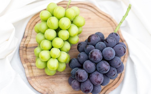 【2回定期便】 家庭用 ピオーネ or オーロラブラック 2房 （900g以上） ＆ 家庭用シャインマスカット 2～3房 （1kg以上） 【2026年7月下旬から順次発送予定】 ／ くだもの 果物 果実 フルーツ ぶどう ブドウ 葡萄 マスカット 冷蔵 岡山県 美咲町