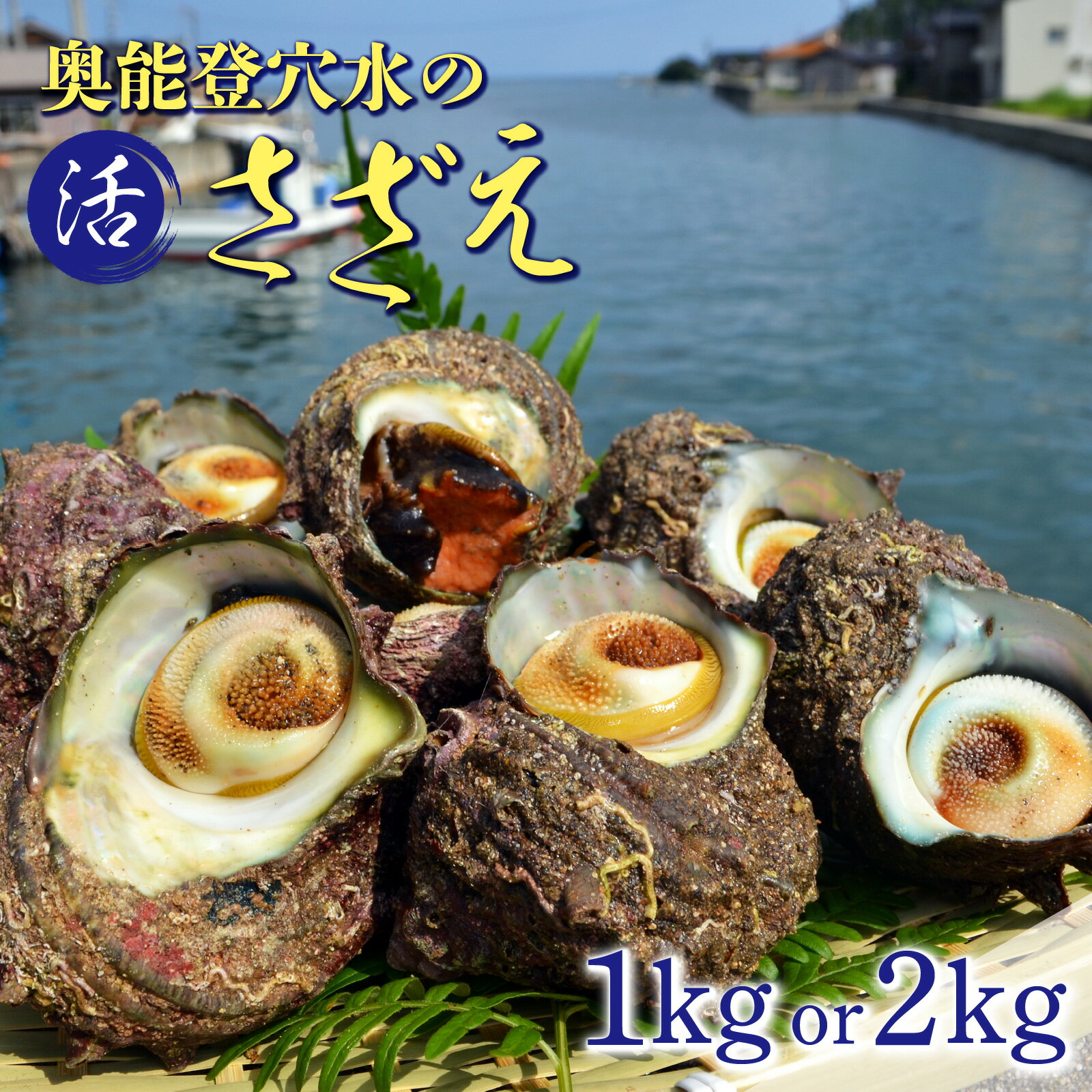 【ふるさと納税】【容量が選べる】朝獲れ直送！ 活さざえ 約1kg～2kg ～穴水湾でとれた新鮮活サザエ～｜奥能登 能登半島 取り寄せ 冷蔵 1キロ 2キロ 貝 海鮮 BBQ バーベキュー 活き 魚介類 つぼ焼き 壺焼き 新鮮 魚介 送料無料