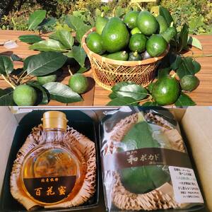 国産有機アボカドとアボカド蜜入り蜂蜜セット アボカドの花からとれた はちみつ 愛媛県 アボカド 松山市 あぼかど 国産 アボカド 和ボカド 国産 はちみつ サラダ アボカド 料理 アボカド 健康 アボ