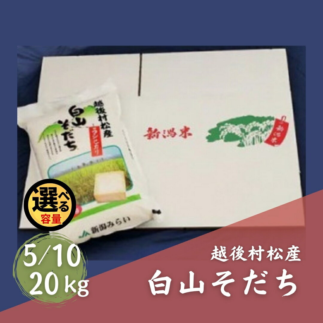 ★★【ふるさと納税】【令和7年産】五泉産コシヒカリ 「白山そだち」精米 5kg 〜 20kg 選べる容量 | 新潟県 五泉市 新潟かがやき農業協同組合