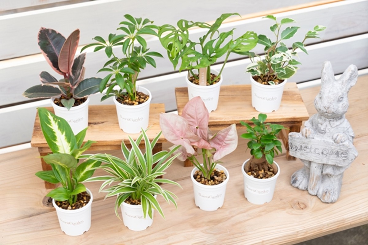 【植物をもっと身近に】京都・京丹後の専門店が厳選！観葉植物5点セット｜癒しと彩りのグリーン便　YE00003