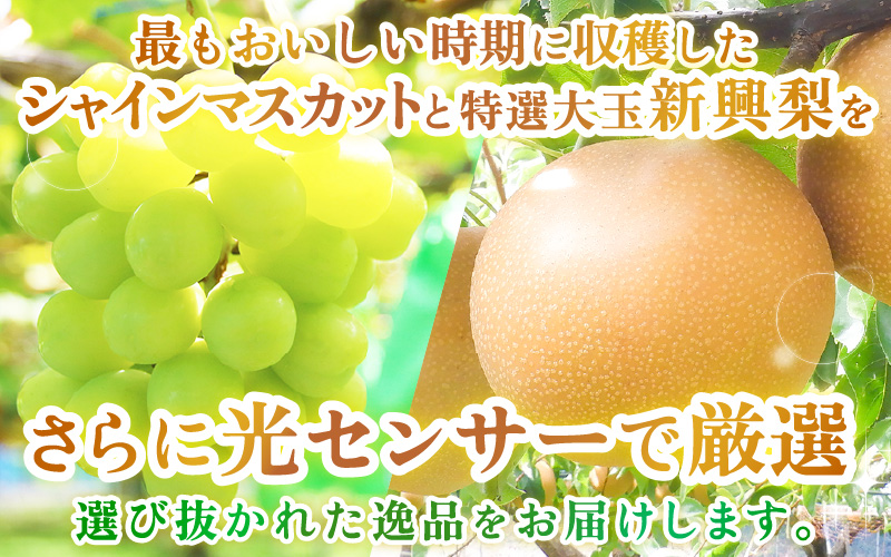 【先行予約】定期便 ≪2回お届け≫ 旬のフルーツ定期便 全2回 シャインマスカットと新興梨『特秀品』 梨園直送！ / 期間限定 果物 フルーツ 農家直送 シャキシャキ もぎたて 旬 お取り寄せ ※20