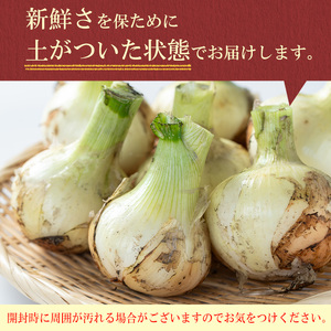 【P69001】＜先行予約受付中！2026年4月上旬以降準備ができ次第順次発送＞畑から台所へ直行便！學山堂の新玉ねぎ(計3kg・12～15個) 新たまねぎ 玉ねぎ 土付き 新鮮 国産 鹿児島県産 産地
