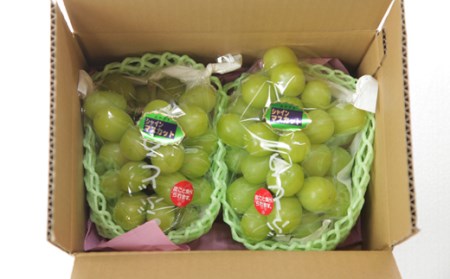 【A048・産直もぎたて】新鮮シャインマスカット2房（1.2㎏程度）（果実 フルーツ ぶどう マスカット 2024 先行予約 人気 限定 宮崎 小林市） 