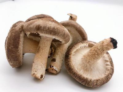 【全国銅賞受賞】湯布院産 生しいたけ  大きめ1.5kg｜栽培期間農薬不使用