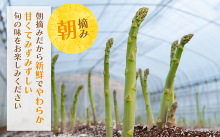 Y18-23 【訳あり】清流・有機肥料使用 アスパラガス(夏芽) 1kg 【2026年6月より順次出荷】