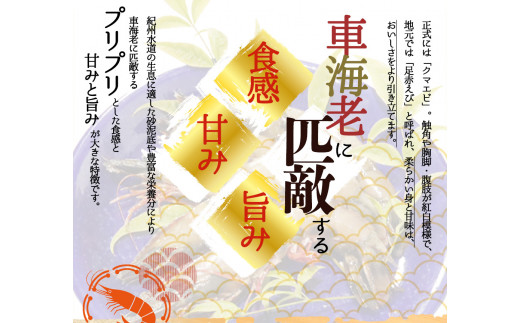 紀州和歌山産天然足赤えび540g（270g×2パック）化粧箱入 ※2026年12月上旬〜2027年2月上旬頃順次発送予定（お届け日指定不可）／海老 エビ えび クマエビ 足赤 天然【uot772A】