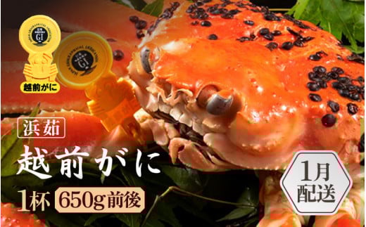 ≪浜茹で≫越前がに 1杯（生で1杯700g前後）大人約2人前 食べ応え充分【 雄 ズワイガニ かに カニ 蟹 越前ガニ 姿 ボイル 冷蔵 福井県】【1月発送分】希望日指定可 備考欄に希望日をご記入ください [e65-x003_01]