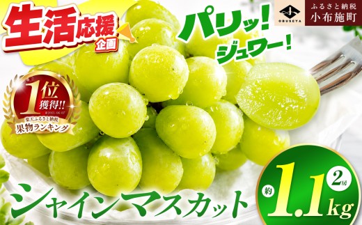 先行受付 シャインマスカット 約1.1kg 2房 ［小布施屋］ フルーツ 果物 くだもの ぶどう 葡萄 ブドウ 数量限定 クール便配送 長野県産 産地直送 先行予約 送料無料 2026年発送 令和8年産 【2026年9月下旬～10月上旬に発送】[A-8a]