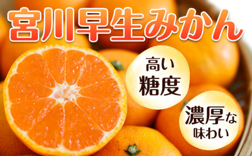 訳あり 宮川 早生みかん 約 5kg  (2S～2Lサイズ) 笑いの里のTommyファーム《11月下旬-2027年1月上旬頃出荷》和歌山県 日高川町 みかん 早生 ご家庭用 旬 柑橘 フルーツ 果物 
