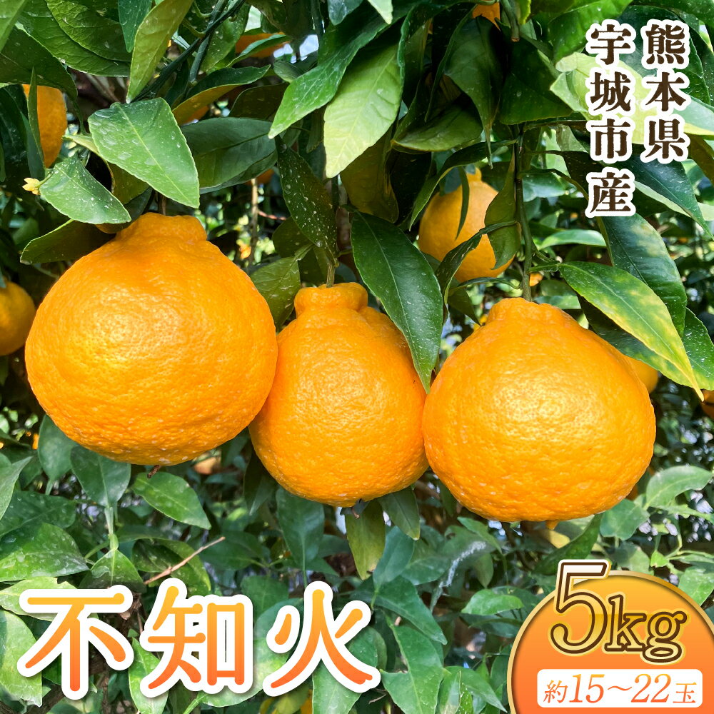 【ふるさと納税】不知火 約5kg 15玉〜22玉前後 【2026年3月上旬から5月上旬発送予定】 しらぬい みかん ミカン 蜜柑 柑橘 くだもの フルーツ 果物 熊本県産 九州産 国産 送料無料 木村果樹園
