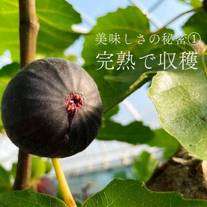 ドライ いちじく 黒 180g × 1袋 果実 果物 フルーツ 無花果 ドライいちじく