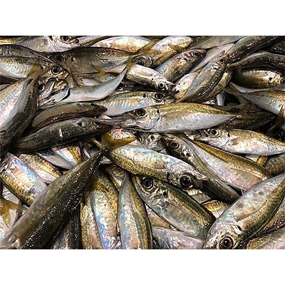 竹中水産の「宇和海産小アジ」約3キロ!【C22−259】【配送不可地域：離島・北海道・沖縄県】【1075511】
