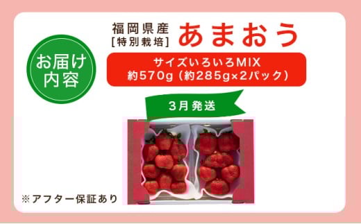 福岡県産 特別栽培 あまおう サイズいろいろMIX 約570g（約285g×2パック）【3月発送】　農園直送 アフター保証 先行予約 福岡産 送料無料 ケーキ ギフト お祝い 限定 季節限定 UN00