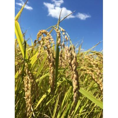 ふるさと納税 南陽市 つや姫・雪若丸 各5kg×1袋 合計10kg(精米)【S1092】 |  | 02