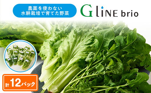 
                  G Line brio レタス12パックセット【1121143】
                