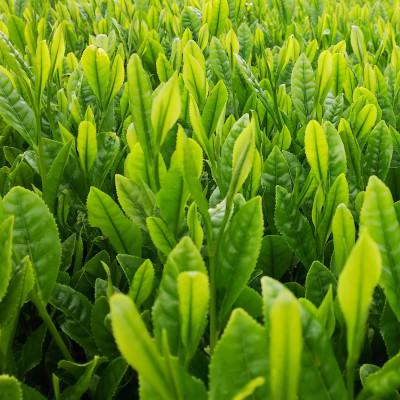 ふるさと納税 四日市市 水沢かぶせ茶お手軽なティーバックのセット　C |  | 01
