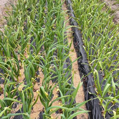 ふるさと納税 那智勝浦町 和歌山県産生にんにく約1kg　ご家庭用(那智勝浦町) |  | 01