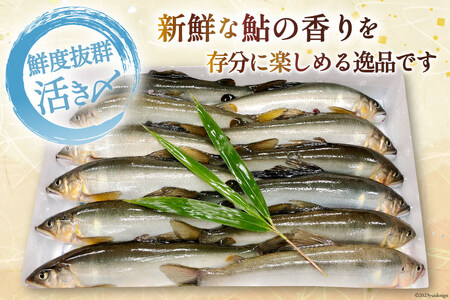 鮎 冷凍 こだわりの鮎 約1kg [あゆの是則 宮崎県 日向市 452060318]  あゆ アユ 魚 魚介 川魚 塩焼き 甘露煮 冷凍