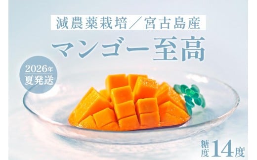 《先行予約》沖縄県宮古島産 減農薬栽培マンゴー 1kg【優品】｜贈答用・糖度14度以上！｜琉球マルシェ