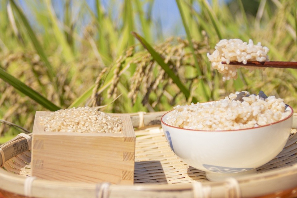 
            【選べる品種】清流千種川で育った玄米10kg ヒノヒカリ / きぬむすめ | お米 おこめ 米 コメ こめ ヒノヒカリ きぬむすめ 玄米 兵庫県産 艶 粘り 甘み ふっくら 冷めても美味しい おにぎり お弁当 兵庫県南部 盆地米 特産米 自然豊か 高評価 リピーター続出 家庭用 高級米 毎日食べたい 家庭用 贈答用 まとめ買い 国産ブランド米 冷めても旨い 艶 粘り 甘み 兵庫県 上郡町
          
